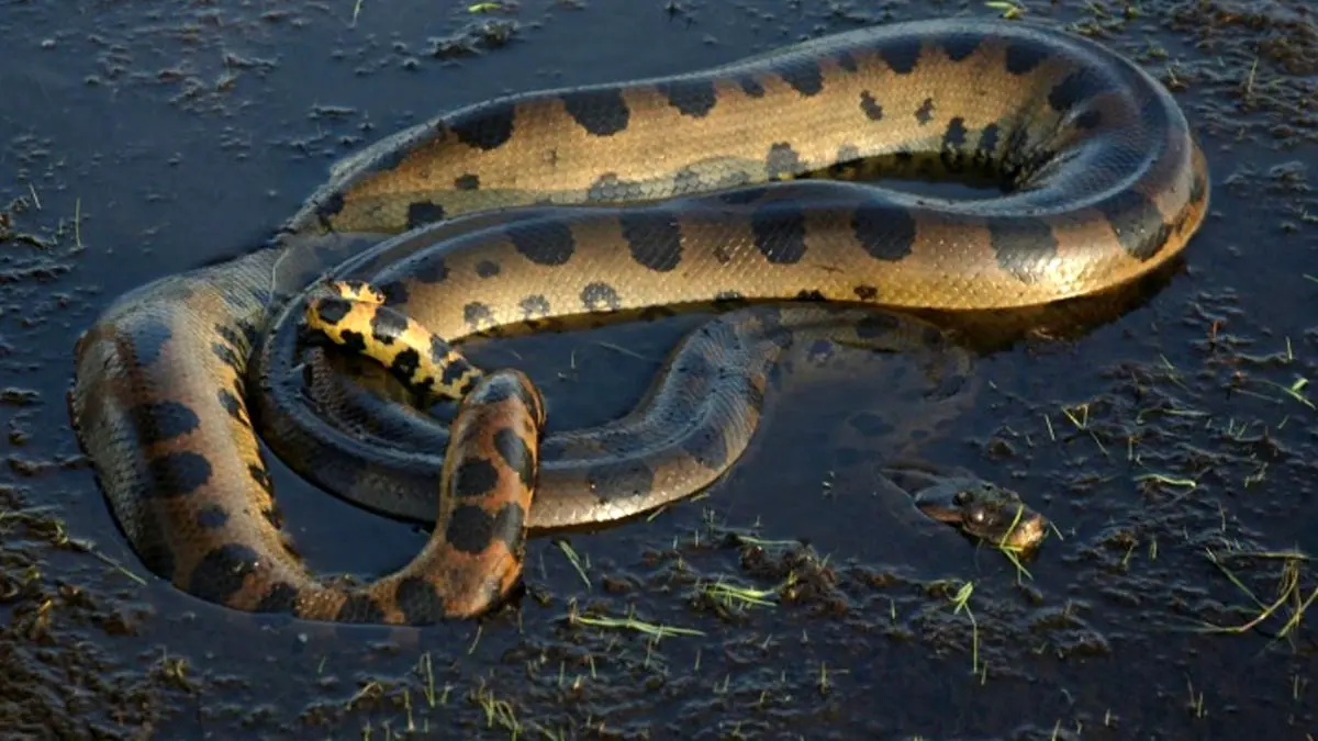 بزرگ ترین مار جهان در جنگل های آمازون