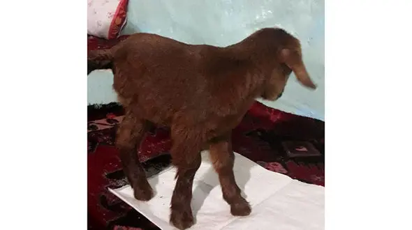 تولد موجودی عجیب در شهرستان تکاب+ عکس