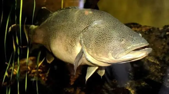 رکورد شنا؛ ماهی کوچکی که دنیا را حیرت‌ زده کرد!