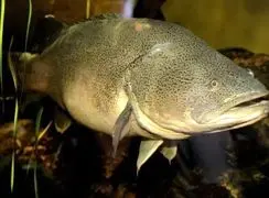 رکورد شنا؛ ماهی کوچکی که دنیا را حیرت‌ زده کرد!