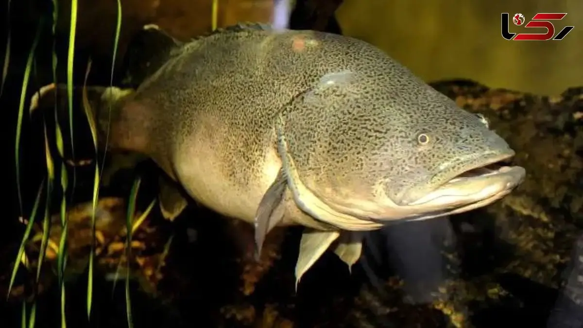 رکورد شنا؛ ماهی کوچکی که دنیا را حیرت‌ زده کرد!