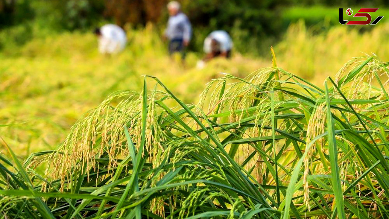  واردات برنج ۴۸ درصد کاهش یافت / نرخ هر کیلو برنج هندی ۲۰ هزار تومان 