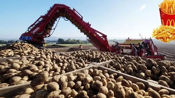 فیلم / نگاهی به صنعت سیب زمینی در آمریکای جنوبی: کاشت، برداشت و فرآوری