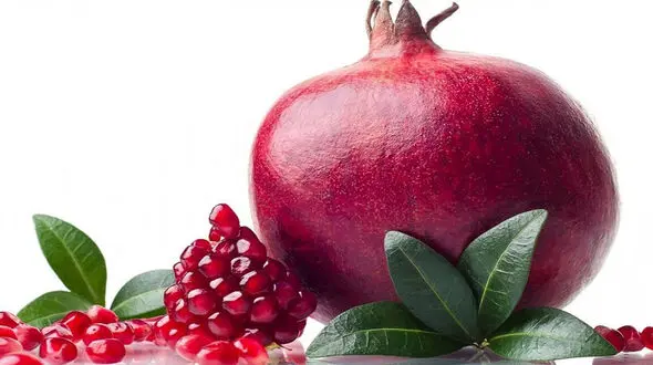 عکس های زیبا از برداشت انار در ساوه 