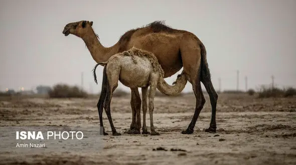 عجیب ترین سلاح جنگی ! / شترهای مجهز به خمپاره انداز ! + عکس های باورنکردنی