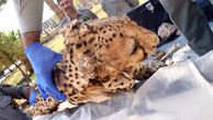 عکس وحشتناک از لاشه یوزپلنگ آسیایی در دربند ! + عکس 