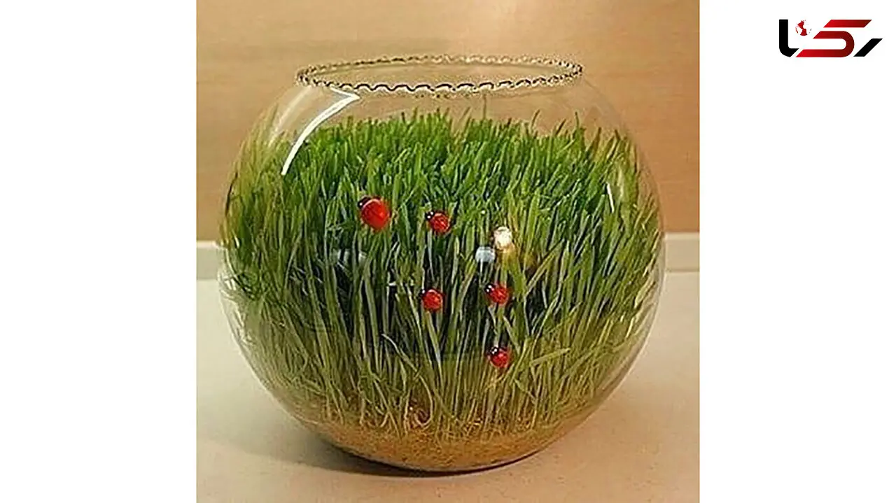 آموزش کاشت سبزه داخل تنگ 