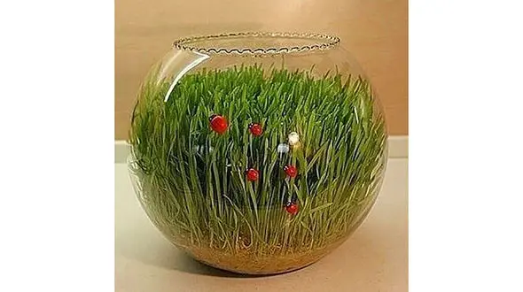 آموزش کاشت سبزه داخل تنگ 