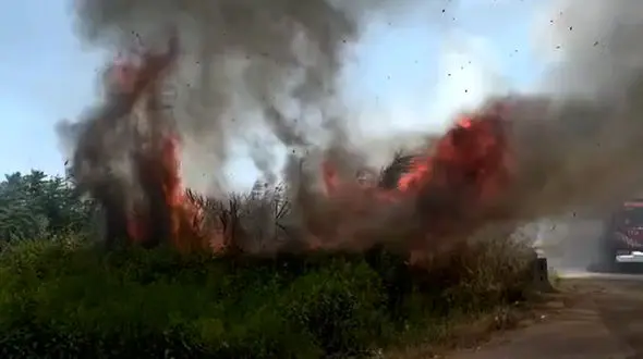 آتش سوزی شدید در تالاب انزلی + فیلم تلاش آتش نشانان برای مهار حریق