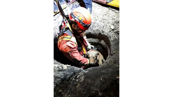 سقوط یک سگ در چاه ۲۵ متری / آتش نشان های شهر ری سگ را نجات دادند