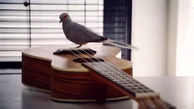 کبوتری که گیتار  می زند+عکس و ویدئو