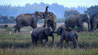 حمله فیل های وحشی به یک روستا در هند + عکس
