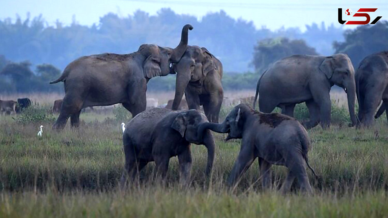 حمله فیل های وحشی به یک روستا در هند + عکس