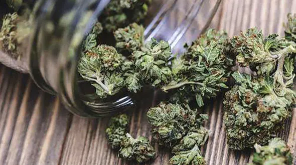 قدرت مخرب‌تر ماده اعتیادآور گل در ایران/ جرم و جنایت در ایالت‌های مصرف‌کننده گل در امریکا بسیار بیشتر از سایر ایالت‌ها است