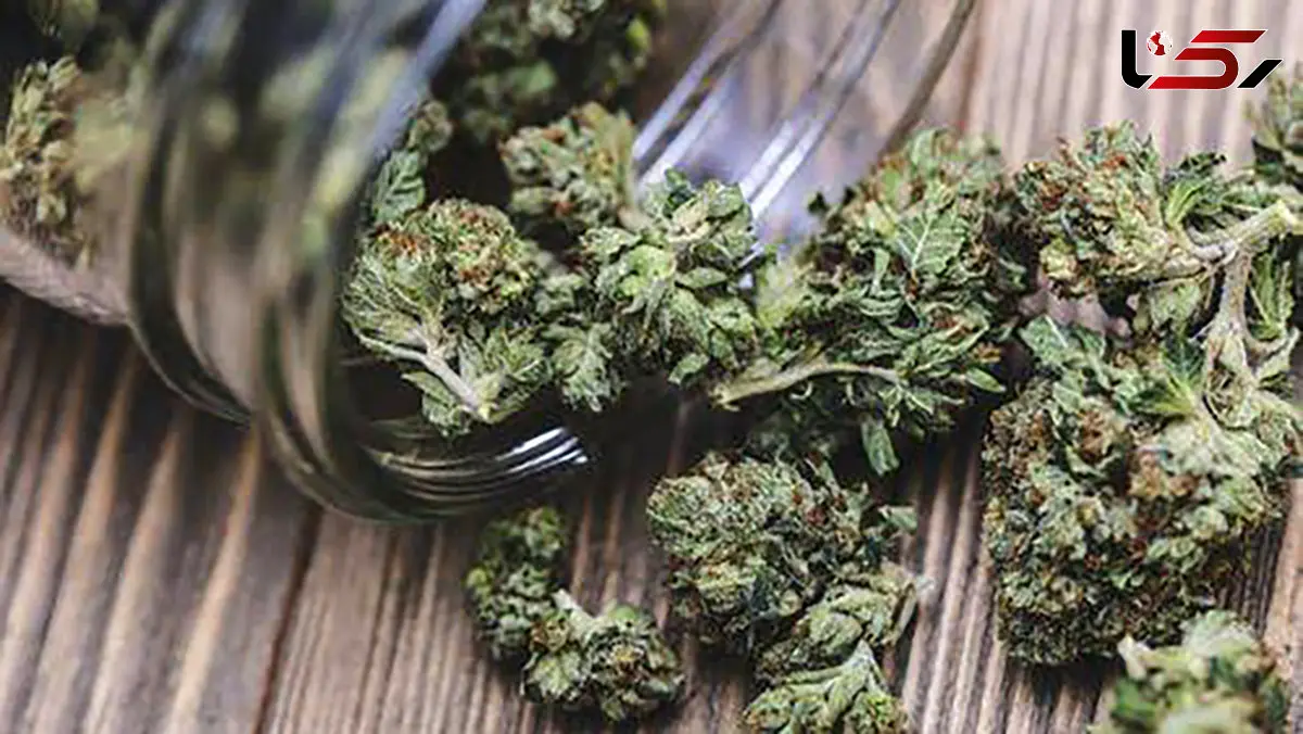 قدرت مخرب‌تر ماده اعتیادآور گل در ایران/ جرم و جنایت در ایالت‌های مصرف‌کننده گل در امریکا بسیار بیشتر از سایر ایالت‌ها است