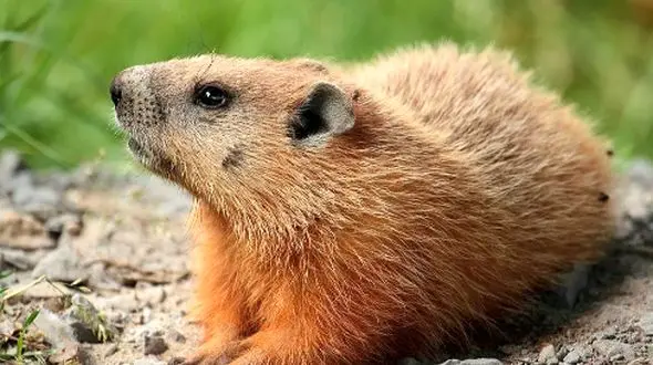 موش‌ خرمای آمریکا: پایگاهی برای پیش‌بینی‌ های جذاب!