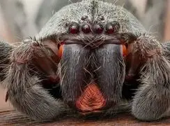 اوج زیبایی در پرتره ماکروی هانتسمن؛ شکارچی جنگل‌ های بارانی با چشمان قرمز!