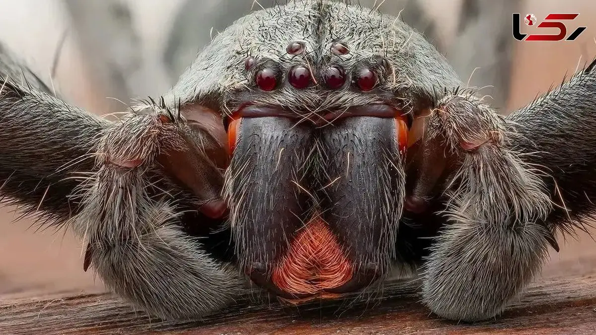 اوج زیبایی در پرتره ماکروی هانتسمن؛ شکارچی جنگل‌ های بارانی با چشمان قرمز!