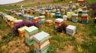کوچ زنبورستان‌ها به سایر استان‌ها بدون مجوز ممنوع است
