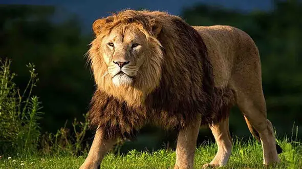 ببینید / سلطان جنگل حیوان خانگی یک مرد عرب شد! + فیلم