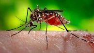 خطر انتقال ویروس زیکا از طریق پشه آئدس خطرناک تر از کرونا است