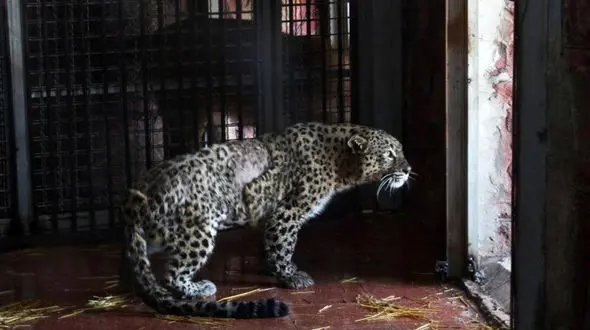 آرزو به جنگل های رودسر بازگشت+تصاویر