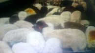 ۱۰۰راس گوسفند قاچاق توقیف شد + عکس 