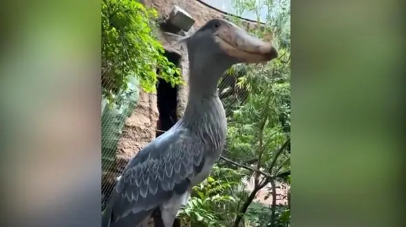 از این پرنده نترسید! + فیلم 