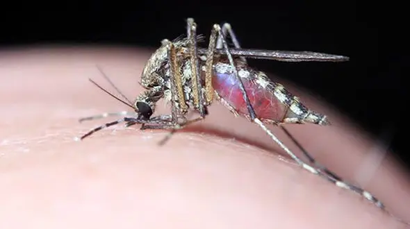 بازگشت پشه خطرناک به جنوب ایران / آماده باش در بندرعباس + فیلم پاکسازی 