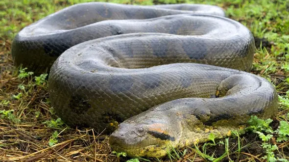 مردی که داوطلبانه اجازه داد مار آناکوندا او را ببلعد/ با دیدنش دلتون ریش ریش میشه + فیلم