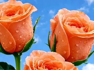 فال و طالع بینی روزانه 29 فروردین 1405