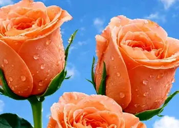 فال و طالع بینی روزانه 29 فروردین 1405