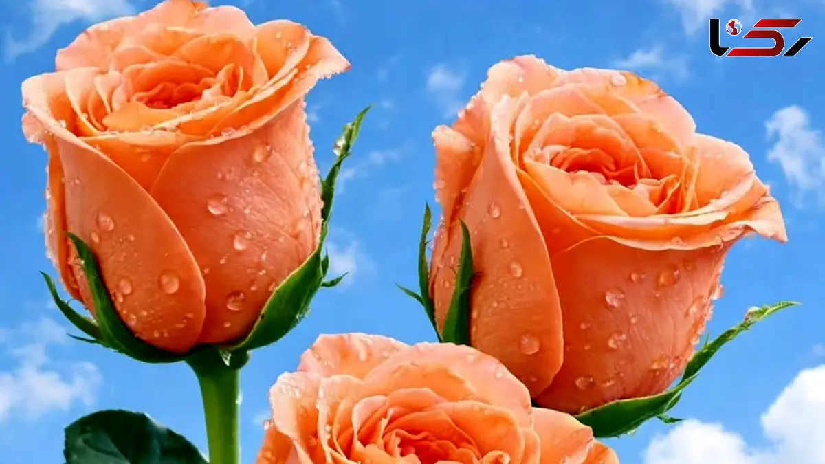 فال و طالع بینی روزانه 29 فروردین 1405