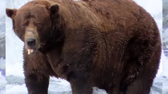 خرس قهوه‌ای ۶۳۵ کیلویی «چانک» عنوان چاق‌ترین خرس را از آن خود کرد + فیلم