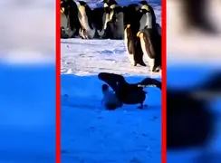 فیلم دزدیده شدن جوجه های پنگوئن توسط پرندگان