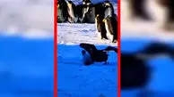 فیلم دزدیده شدن جوجه های پنگوئن توسط پرندگان