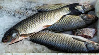 لیست قیمت روز انواع ماهی و میگو در تاریخ 18 بهمن