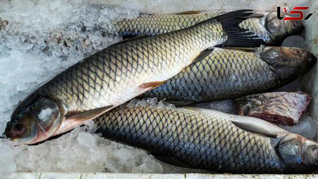 لیست قیمت روز انواع ماهی و میگو در تاریخ 18 بهمن