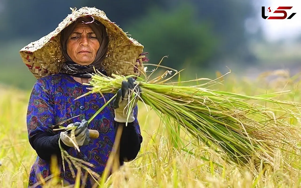 بیمه زنان روستایی دارای سه فرزند رایگان شد؛ جزئیات پوشش ۱۰۰ درصدی