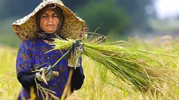 بیمه زنان روستایی دارای سه فرزند رایگان شد؛ جزئیات پوشش ۱۰۰ درصدی