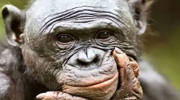 میمون ها هم رویاپردازی می کنند؟ کشف جذاب توانایی تخیل در حیوانات