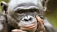 میمون ها هم رویاپردازی می کنند؟ کشف جذاب توانایی تخیل در حیوانات