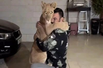 واکنش جنجالی علی‌اکبری به مرگ شیر در باغ وحش: «لیاقت نداشتید، باید پاسخگو باشید!»