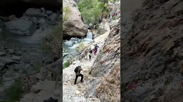 فیلم رم کردن 2 الاغ در اوین درکه / پسر جوان به پایین پرت کردند !