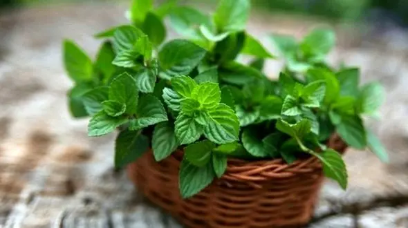 12 خوشبویی که خوشبوکننده دهان هستند