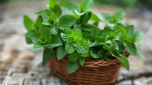 12 خوشبویی که خوشبوکننده دهان هستند