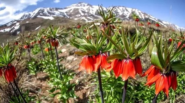 تصویب نهائی پرونده 5 اثر طبیعی خوزستان در شورای ملی ثبت آثار