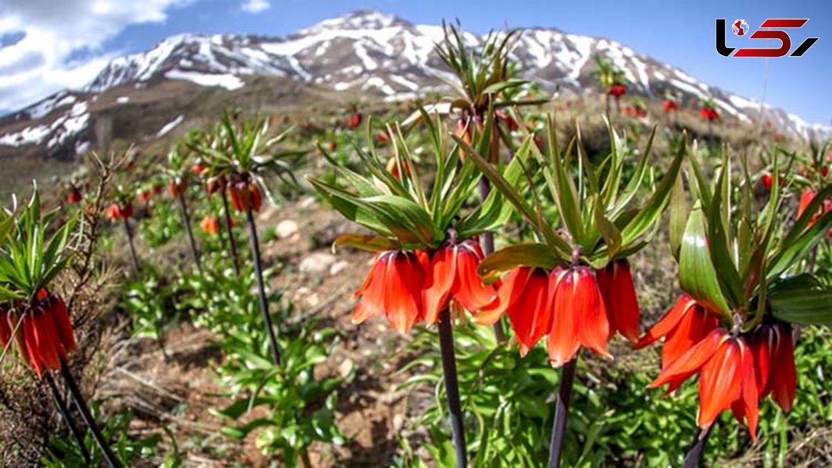 تصویب نهائی پرونده 5 اثر طبیعی خوزستان در شورای ملی ثبت آثار