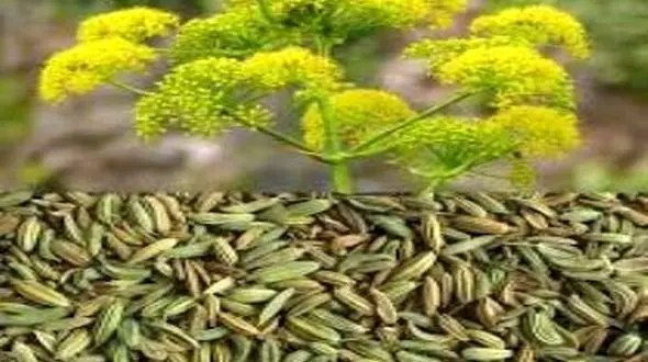 هضم غذا با رازیانه