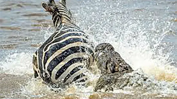 فیلم لحظه حمله کروکودیل های غول پیکر به گورخرها + عکس